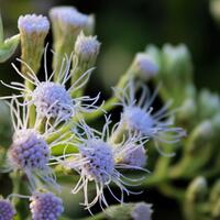 nongkrong-bareng-plants-photography-buat-yang-suka-foto-tetumbuhan