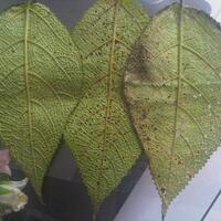 manfaat-quotdaun-gatalquot-dari-tanah-timur-indonesia