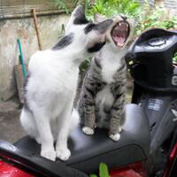 post-kucing-agan2-yu-kita-share--pecinta-kucing