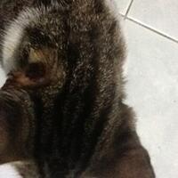 cat-lovers-kaskus-read-page-1-first---part-2