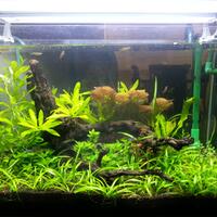 aquascape-for-everybody-learning-and-sharing
