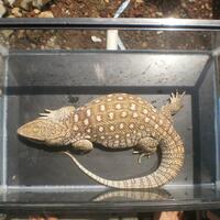 savannah-monitor-lovers-new-home