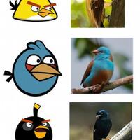 foto-burung-game-angry-birds-di-dunia-nyata