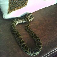 molurus-species-lovers