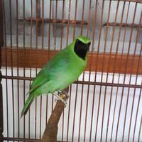 1758973397339733-ajang-barter-burung-9733973397331758