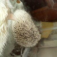 hedgehog-lover-come-in----2nd------part-4