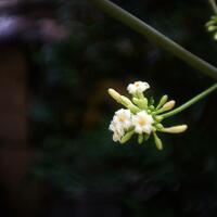 saung-lensa-manual---part-2