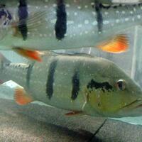 peacock-bass-reloaded-cream