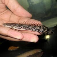 polypterus-aka-palmas-lounge-part-ii-ask-sharing--post-your-bichir-here