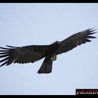 share--ask-punya-pengalaman-ketemu-hewan-buas-atau-langka-saat-ngesot-gan