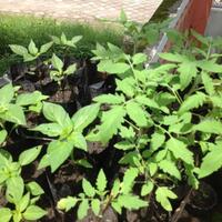 ayo-bertanam-cabe---hot--eksotis