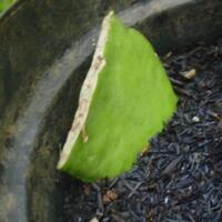 sharewijaya-kusuma---pic