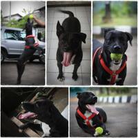 dog-lovers-bogor---part-3