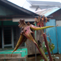 post-image