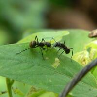 ask-ada-yang-tau-ini-jenis-semut-apadan-cara-mengusirnya-gimana