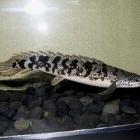 polypterus-aka-palmas-lounge-part-ii-ask-sharing--post-your-bichir-here