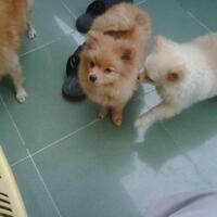 jual-pom-4bln