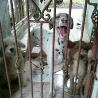 dog-lovers-bogor---part-3