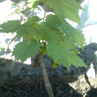 sharengomongin-apapun-ttg-tanaman-pohon-anggur-yuk