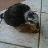 basecamp-kaskuser-pecinta-kicau--part-ii--let039s-join