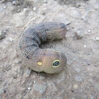 ulat-alien-di-depan-rumah-ane-ada-yang-tau-ga