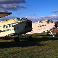 pic-saat-burung-au-menunggu-kematian