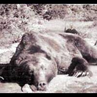 10-hewan-legendaris-pemangsa-manusia