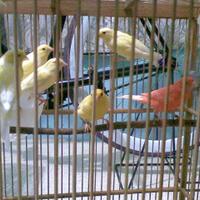 lounge-tempat-chit-chat-burung-burung
