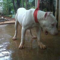 the-american-pitbull-lover039s---part-4