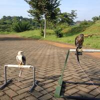 tentang-burung-predator