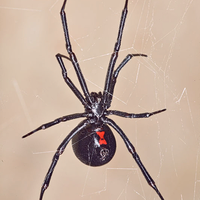 mengenal-black-widow-ratu-laba2