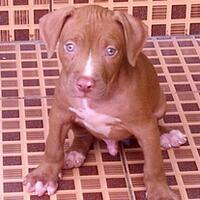 the-american-pitbull-lover039s---part-4