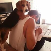 beagle-lovers