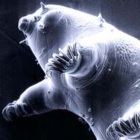 tardigrades--makhluk-menakjubkan-yang-mampu-hidup-pada-ruang-hampa