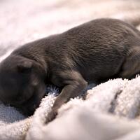 chihuahua-lovers---part-2