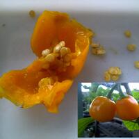 ayo-bertanam-cabe---hot--eksotis