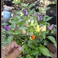 ayo-bertanam-cabe---hot--eksotis