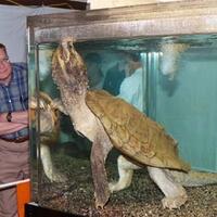 12-kura-kura-air-terunik-di-dunia-pict