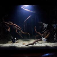 the-angelfish-see-their-wings