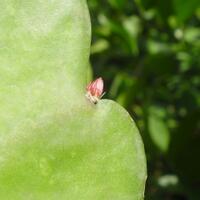 sharewijaya-kusuma---pic