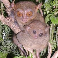 hal-yang-bisa-dibanggakan-orang-indonesia-di-dunia