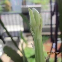 sharewijaya-kusuma---pic