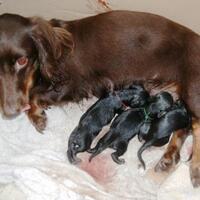 dachshund-lovers----part-2