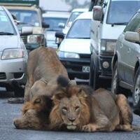 2-singa-main-di-tengah-jalan-gimana-kalo-hal-ini-terjadi-di-indonesia