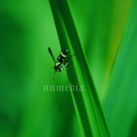 efek-blur-bokeh-pake-lensa-kit-standar-18-55mm-is