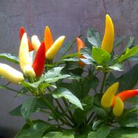 ayo-bertanam-cabe---hot--eksotis