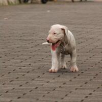 dogo-argentino-lovers---part-2