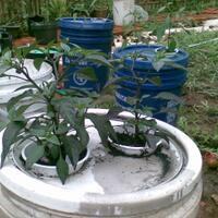 ayo-bertanam-cabe---hot--eksotis