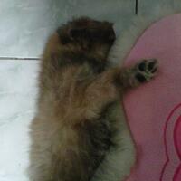 pomeranian-lovers---part-2