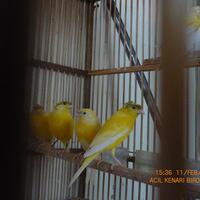 sharepecinta-kenari--jenis-finch-lain-blackthroat-engasr-mozambik-kumpul-disini